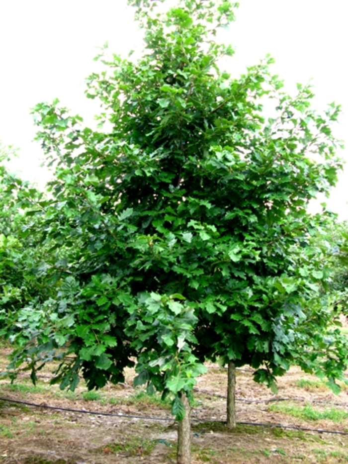 Swamp White Oak - Quercus bicolor (Swamp White Oak) from RFGN readingfeedandgardennew Upgrade