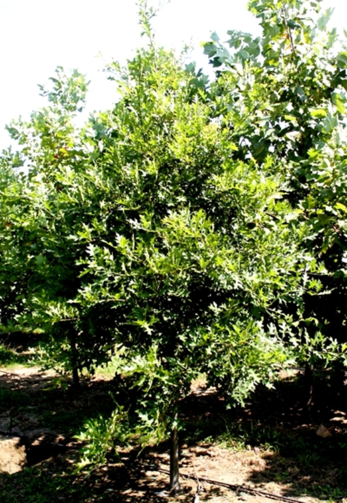 Willow Oak - Quercus phellos (Willow Oak) from RFGN readingfeedandgardennew Upgrade
