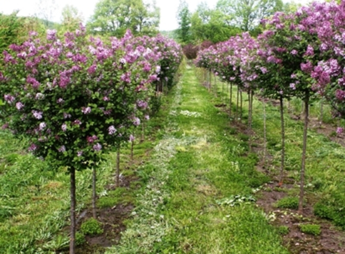 Dwarf Korean Lilac - Syringa meyeri ''Paliban'' from RFGN readingfeedandgardennew Upgrade