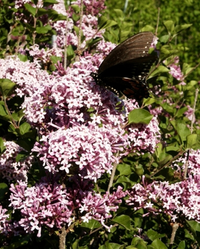 Prince Charming Lilac - Syringa 'Prince Charming' from RFGN readingfeedandgardennew Upgrade