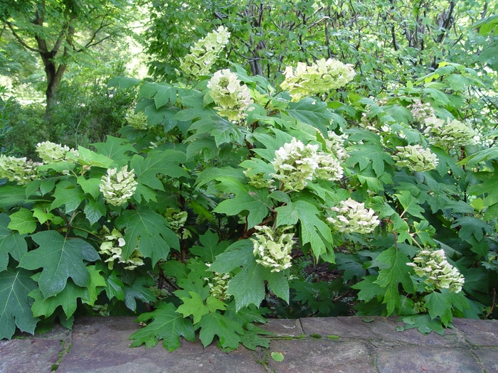 Oakleaf Hydrangea - Hydrangea quercifolia from RFGN readingfeedandgardennew Upgrade