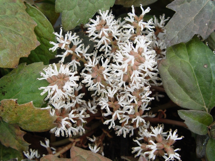Japanese Spurge - Pachysandra terminalis from RFGN readingfeedandgardennew Upgrade