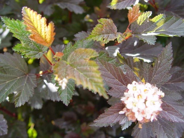 Ninebark - Physocarpus opulifolius 'Center Glow' from RFGN readingfeedandgardennew Upgrade
