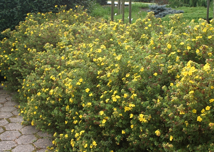 Shrubby Cinquefoil - Potentilla fruticosa 'Goldfinger' from RFGN readingfeedandgardennew Upgrade