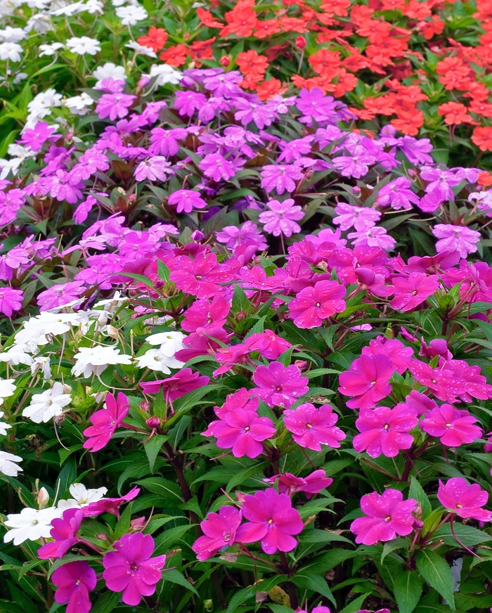 SunPatiens&reg; Collection - IMPATIENS for the SUN from RFGN readingfeedandgardennew Upgrade