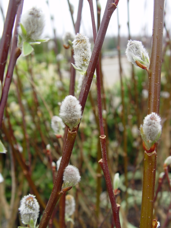 French Pussy Willow - Salix discolor from RFGN readingfeedandgardennew Upgrade