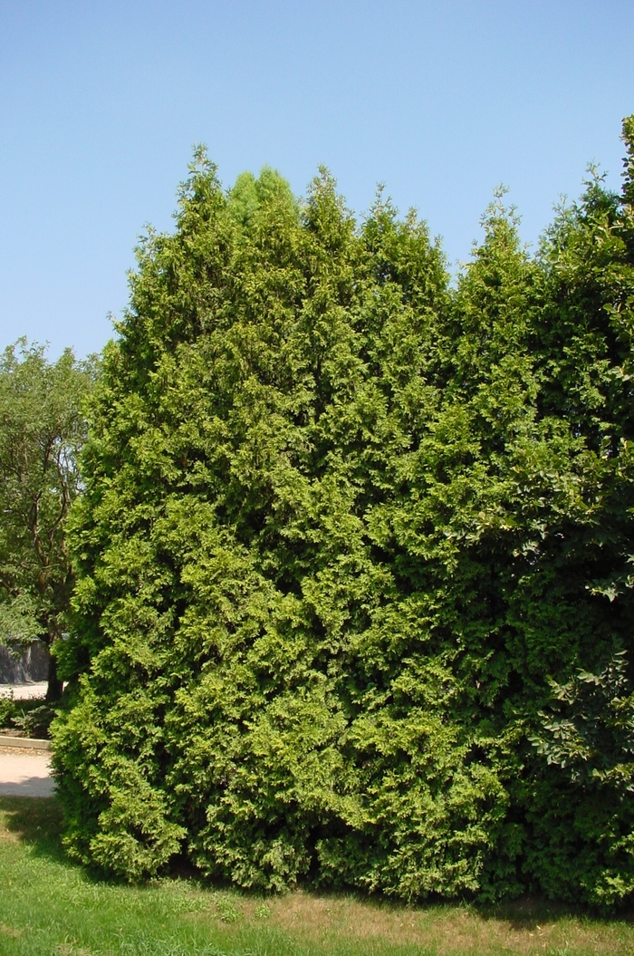 Nordic&reg; ''Brabant'' - Thuja occidentalis (Arborvitae) from RFGN readingfeedandgardennew Upgrade