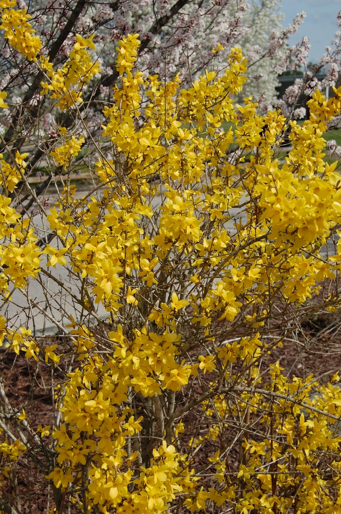 Lynwood Golden Bell Forsythia - Forsythia x intermedia 'Lynwood Gold' from RFGN readingfeedandgardennew Upgrade