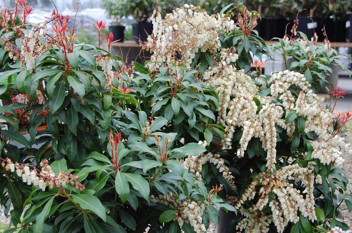 Mountain Fire Pieris - Pieris japonica 'Mountain Fire' from RFGN readingfeedandgardennew Upgrade