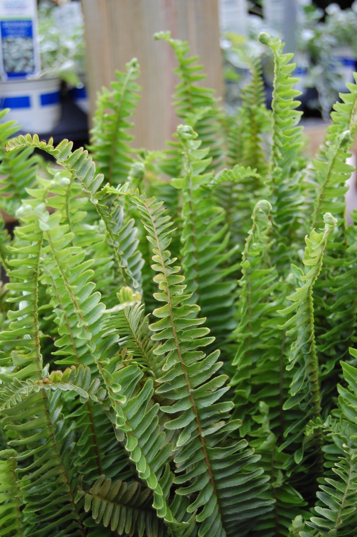 Kimberly Queen Fern - Nephrolepis obliterata from RFGN readingfeedandgardennew Upgrade