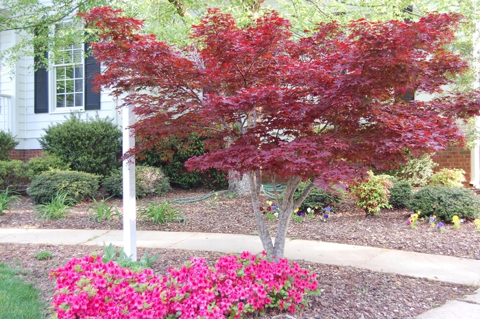 'Bloodgood' Japanese Maple - Acer palmatum var. atropurpureum from RFGN readingfeedandgardennew Upgrade