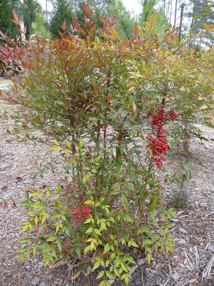 Compact Nandina - Nandina domestica 'Compacta' from RFGN readingfeedandgardennew Upgrade