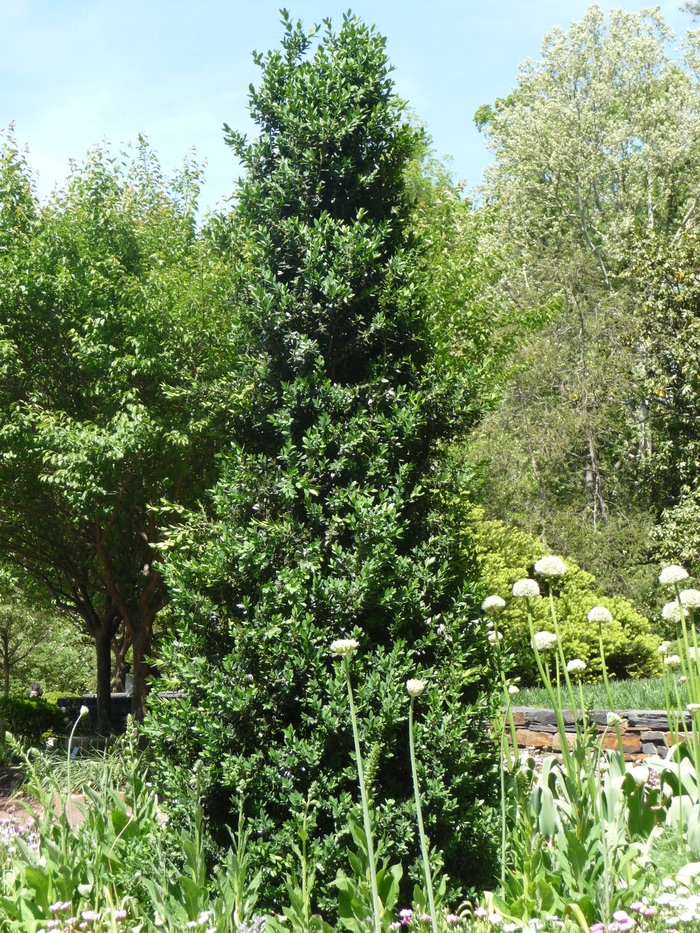 'Green Mountain' Boxwood - Buxus from RFGN readingfeedandgardennew Upgrade