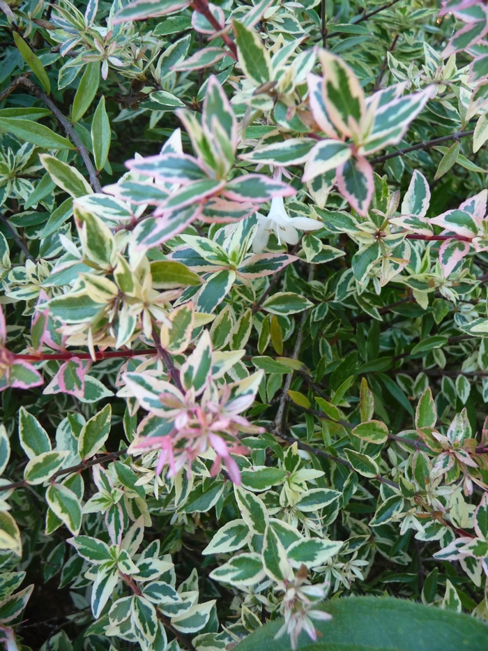 Confetti® Glossy Abelia - Abelia x grandiflora ''Conti'' (Glossy Abelia) from RFGN readingfeedandgardennew Upgrade