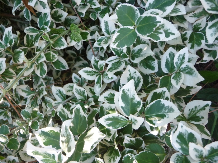 Emerald Gaiety Euonymus - Euonymus fortunei ''Emerald Gaiety'' from RFGN readingfeedandgardennew Upgrade