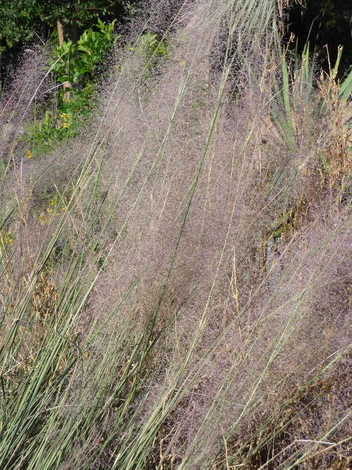 Pink Muhly Grass - Muhlenbergia capillaris from RFGN readingfeedandgardennew Upgrade