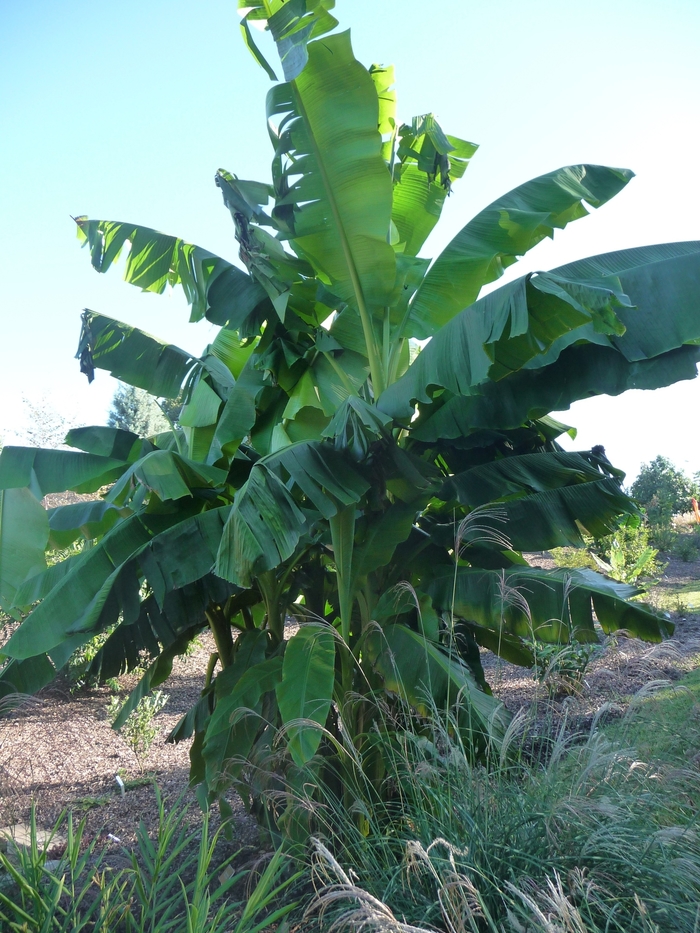 Banana - Musa basjoo from RFGN readingfeedandgardennew Upgrade