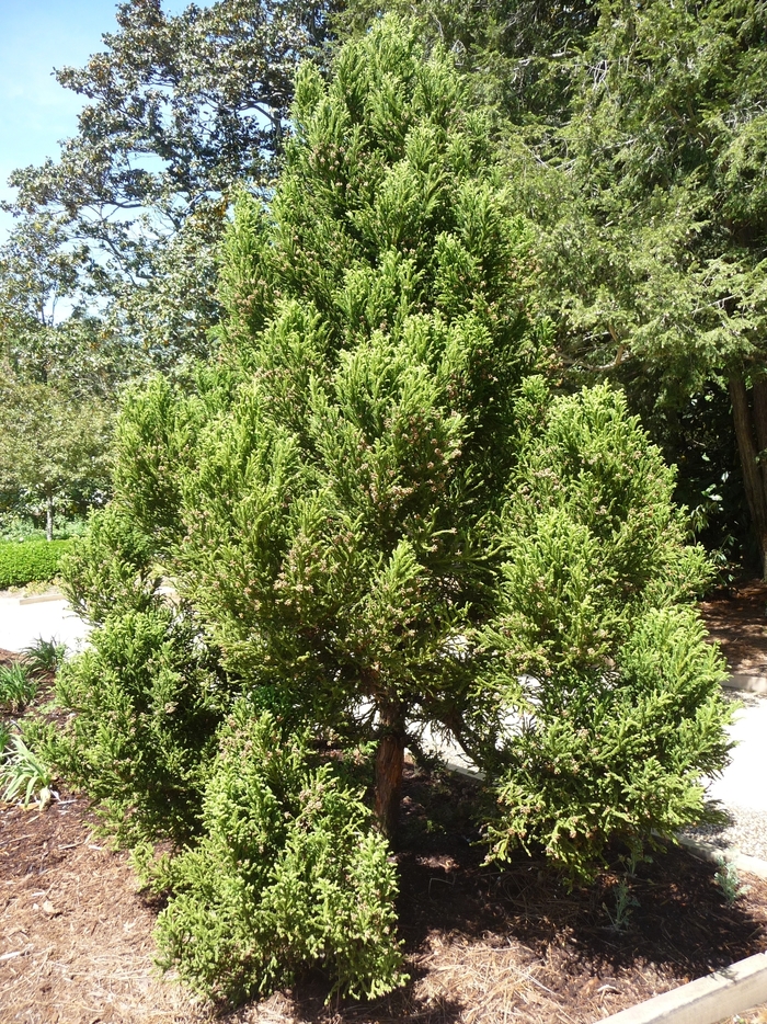Radicans Japanese Cryptomeria - Cryptomeria japonica 'Radicans' from RFGN readingfeedandgardennew Upgrade
