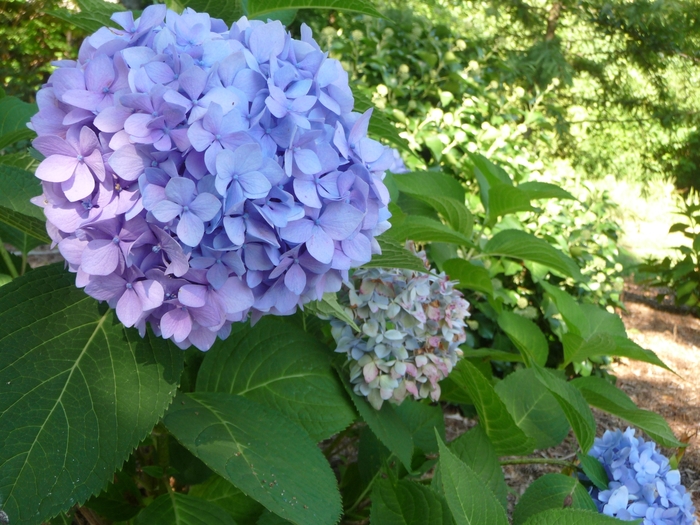 Penny Mac Hydrangea - Hydrangea macrophylla 'Penny Mac' from RFGN readingfeedandgardennew Upgrade
