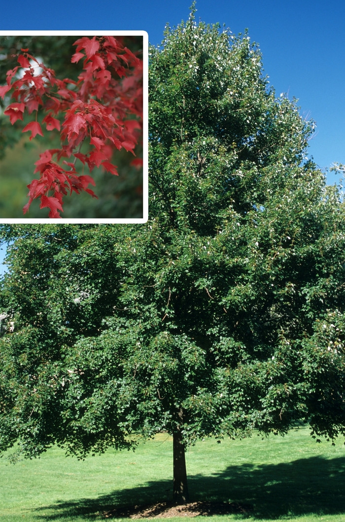 ''Autumn Flame'' Red Maple - Acer rubrum from RFGN readingfeedandgardennew Upgrade