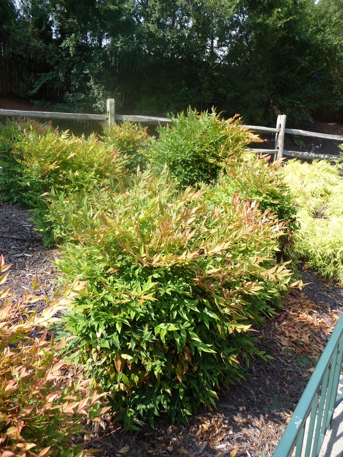 Gulf Stream Nandina - Nandina domestica 'Gulf Stream' from RFGN readingfeedandgardennew Upgrade