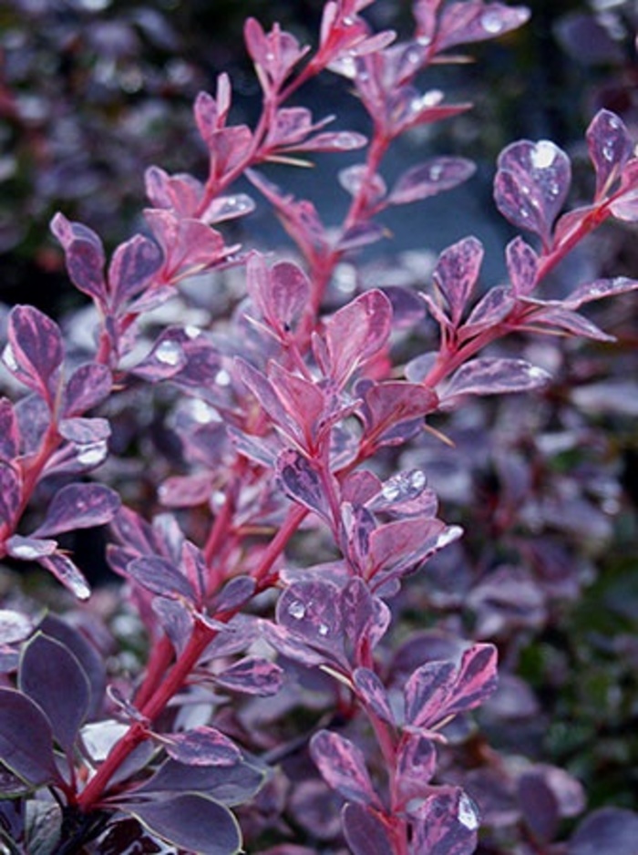 Japanese Barberry - Berberis thunbergii 'Rosy Glow' from RFGN readingfeedandgardennew Upgrade