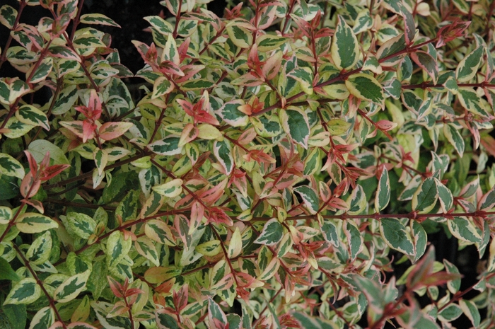 Mardi Gras Abelia - Abelia x ''Mardi Gras'' from RFGN readingfeedandgardennew Upgrade