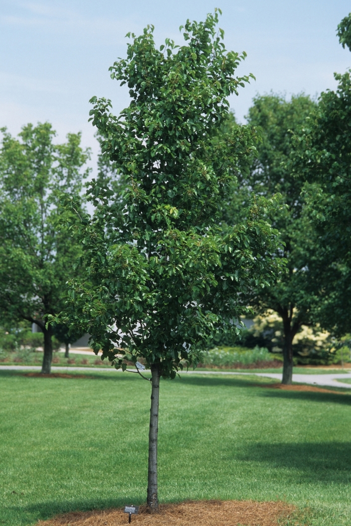 Cleveland Pear - Pyrus calleryana 'Cleveland Select' from RFGN readingfeedandgardennew Upgrade