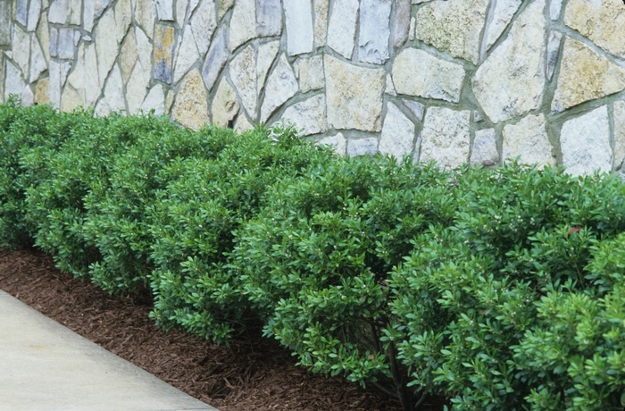 'Soft Touch' - Ilex crenata (Compact Japanese Holly) from RFGN readingfeedandgardennew Upgrade
