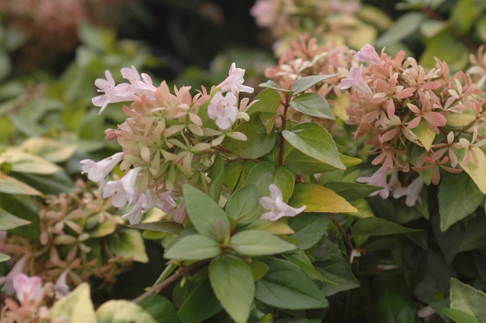 Canyon Creek Glossy Abelia - Abelia x 'Canyon Creek' from RFGN readingfeedandgardennew Upgrade