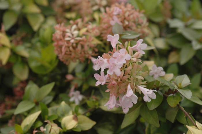 Canyon Creek Glossy Abelia - Abelia x 'Canyon Creek' from RFGN readingfeedandgardennew Upgrade