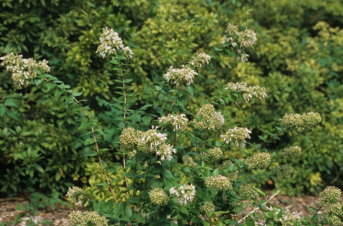 Chinese Abelia - Abelia chinensis from RFGN readingfeedandgardennew Upgrade