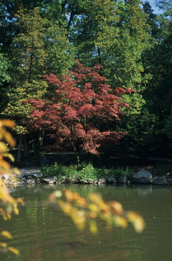 Maple - Acer from RFGN readingfeedandgardennew Upgrade