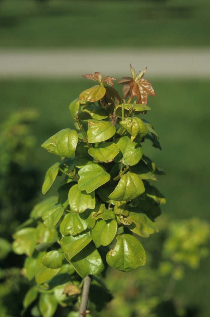 Trident Maple - Acer buergeranum 'Miyasama Kaede' from RFGN readingfeedandgardennew Upgrade