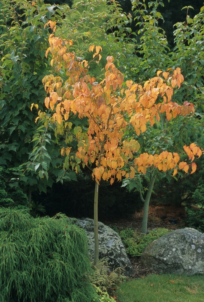 Japanese stripped-bark maple - Acer capillipes from RFGN readingfeedandgardennew Upgrade