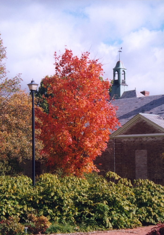 'Bonfire™' Sugar Maple - Acer saccharum from RFGN readingfeedandgardennew Upgrade