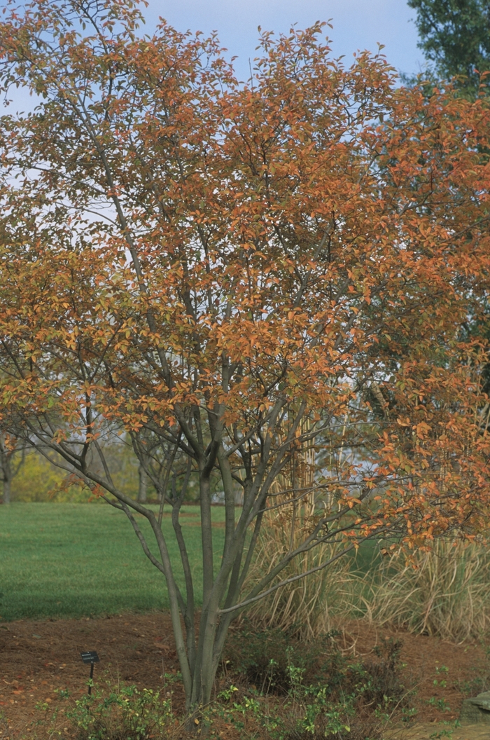  Serviceberry - Autumn Brilliance from RFGN readingfeedandgardennew Upgrade