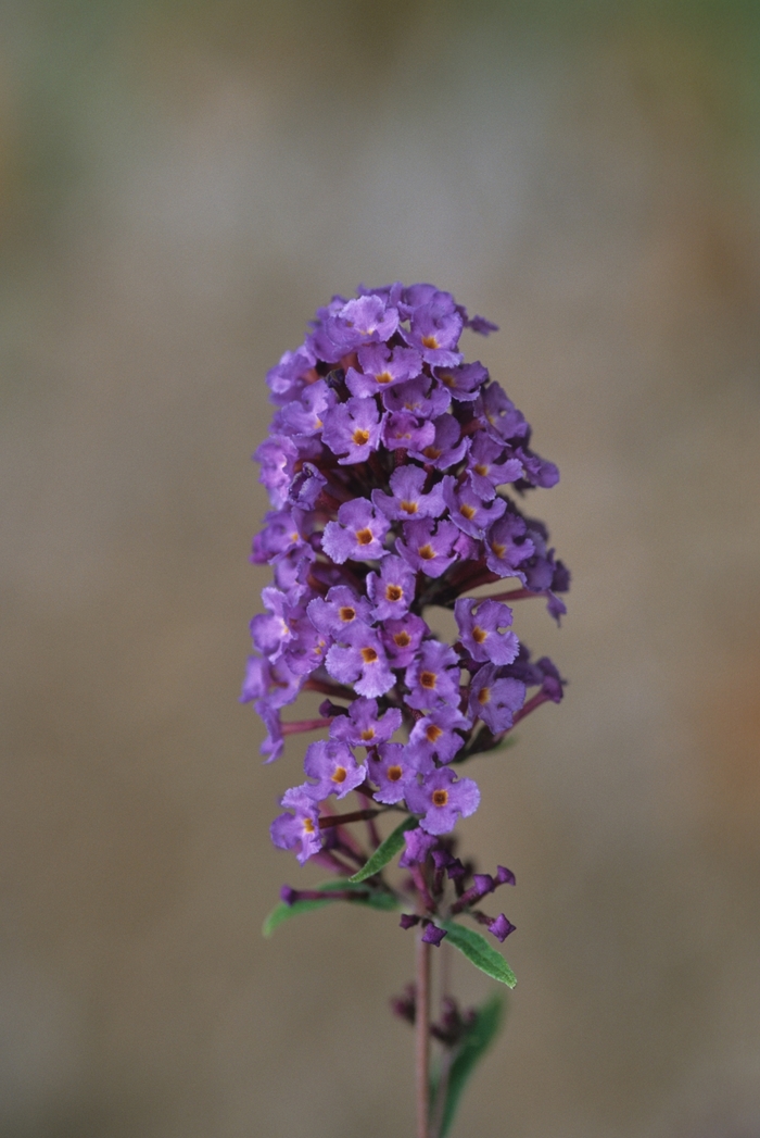 Nanho Blue Butterfly Bush - Buddleia davidii 'Nanho Blue' from RFGN readingfeedandgardennew Upgrade