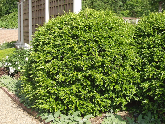 Boxwood - Buxus microphylla japonica from RFGN readingfeedandgardennew Upgrade