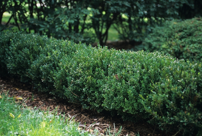 Northern Charm™ Boxwood - Buxus x 'Wilson' from RFGN readingfeedandgardennew Upgrade