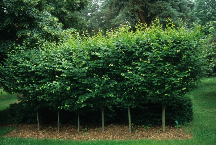 'Fastigiata' Common Hornbeam - Carpinus betulus from RFGN readingfeedandgardennew Upgrade