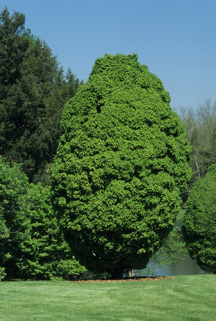 'Globosa' European Hornbeam - Carpinus betulus from RFGN readingfeedandgardennew Upgrade