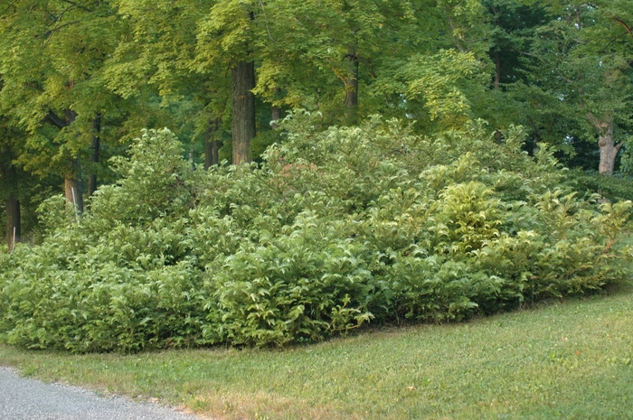 Japanese Plum Yew - Cephalotaxus harringtonia var. drupacea from RFGN readingfeedandgardennew Upgrade