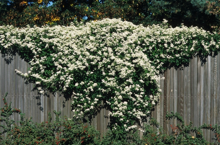 Sweet Autumn Clematis - Clematis paniculata (Sweet Autumn Clematis) from RFGN readingfeedandgardennew Upgrade