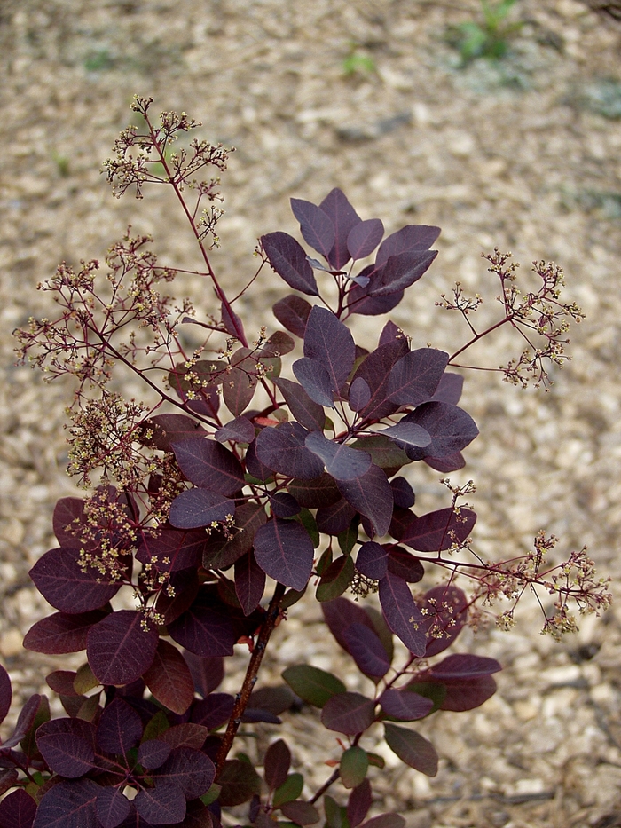 Purple Supreme Smokebush - Cotinus coggygria 'Purple Supreme' from RFGN readingfeedandgardennew Upgrade