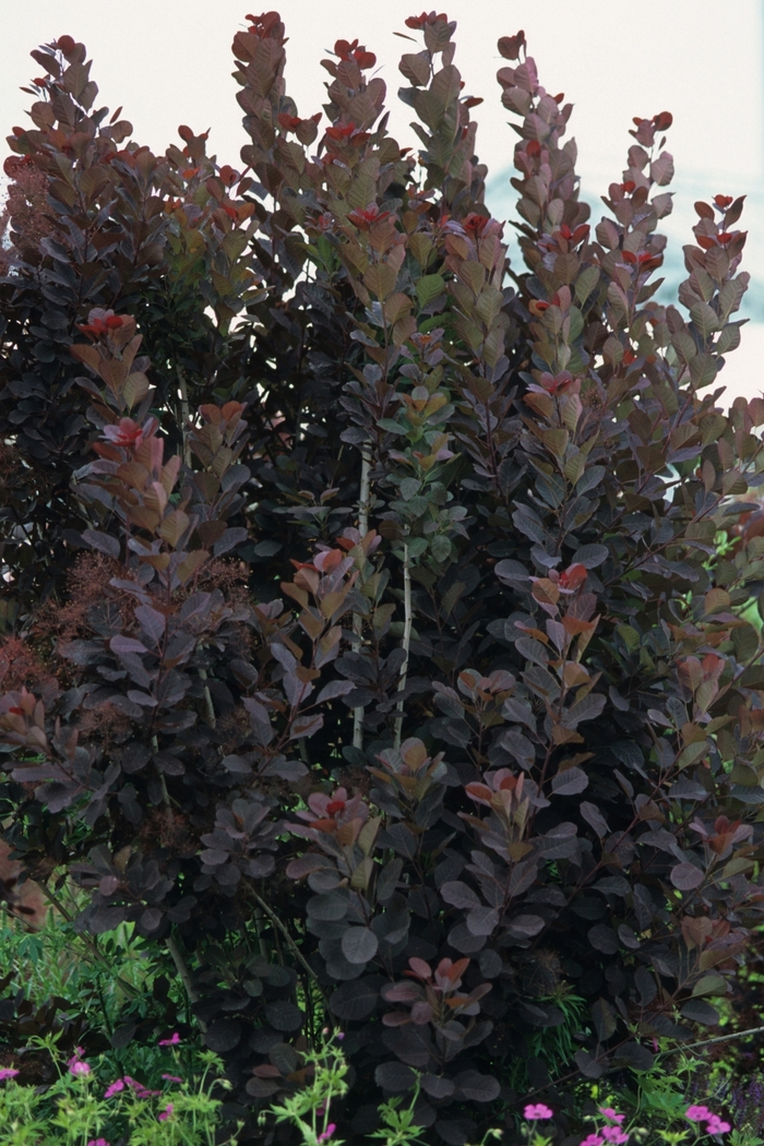 Royal Purple Smokebush - Cotinus coggygria 'Royal Purple' from RFGN readingfeedandgardennew Upgrade