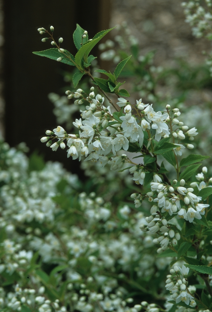 Slender Deutzia - Deutzia gracilis from RFGN readingfeedandgardennew Upgrade