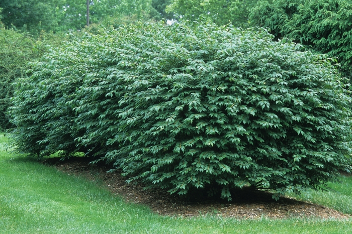 Winged Burning Bush - Euonymus alatus (Winged Burning Bush) from RFGN readingfeedandgardennew Upgrade