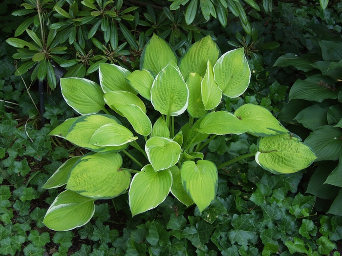 Patriot's Fire Hosta - Hosta 'Patriot's Fire' from RFGN readingfeedandgardennew Upgrade