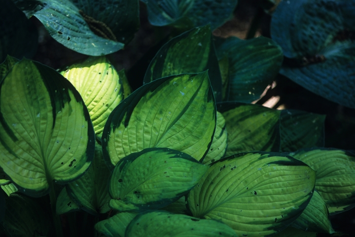 'American Fashion' Hosta, Plantain Lily - Hosta from RFGN readingfeedandgardennew Upgrade